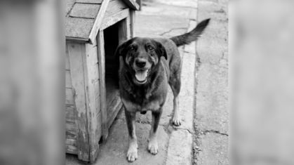 O caso do “cão orelha” e os limites entre educação, ilicitude penal e violência normalizada.